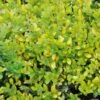 Houx Crénelé - Ilex Crenata Golden Gem -MAO PLANTES Magasin ILEX CRENATA GOLDEN GEM 781727 1