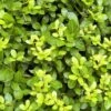 Houx Crénelé - Ilex Crenata Blondie 1 Houx Crénelé - Ilex Crenata Blondie -MAO PLANTES Magasin Ilex crenata Blondie 781726 1