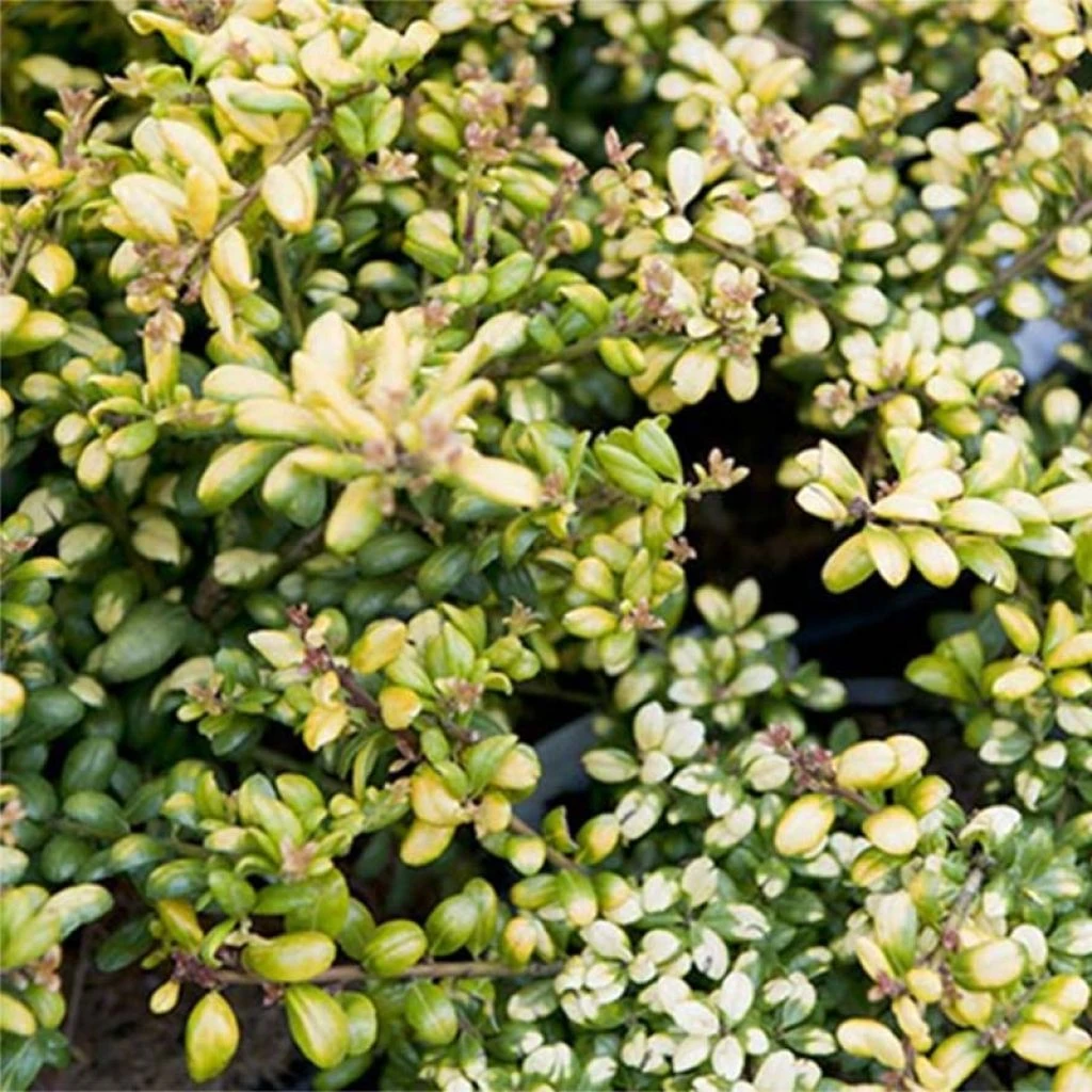 Houx Crénelé - Ilex Crenata Convexed Gold 3 Houx Crénelé - Ilex Crenata Convexed Gold