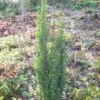 Houx Crénelé - Ilex Crenata Fastigiata 1 Houx Crénelé - Ilex Crenata Fastigiata -MAO PLANTES Magasin Ilex crenata Fastigiata 84109 1