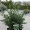 Ilex Crenata Stokes - Houx Crénelé Nain 1 Ilex Crenata Stokes - Houx Crénelé Nain -MAO PLANTES Magasin Ilex crenata Stokes 87481 1