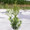 Ilex Maximowicziana Kanehirae - Houx Mutchagara -MAO PLANTES Magasin Ilex maximowicziana Kanehirae 85037 1