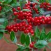 Houx Verticillé Femelle Maryland Beauty - Ilex Verticillata -MAO PLANTES Magasin Ilex verticillata Maryland Beauty 15381 1