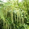 Itea Ilicifolia -MAO PLANTES Magasin Itea ilicifolia 9555 1