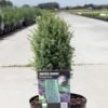 Genévrier Commun Nain - Juniperus Communis Compressa 2 Genévrier Commun Nain - Juniperus Communis Compressa -MAO PLANTES Magasin Juniperus communis Compressa 88116 1