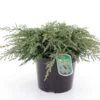 Genévrier Commun - Juniperus Communis Repanda -MAO PLANTES Magasin Juniperus communis Repanda 84116 1