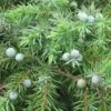 Genévrier Des Plages - Juniperus Conferta Schlager -MAO PLANTES Magasin Juniperus conferta Schlager 88133 1