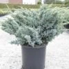 Genévrier écailleux - Juniperus Squamata Meyeri -MAO PLANTES Magasin Juniperus squamata Meyeri 84123 1