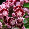 Kalmia Latifolia Bull's Eye - Laurier Des Montagnes Rouge Et Blanc 1 Kalmia Latifolia Bull's Eye - Laurier Des Montagnes Rouge Et Blanc -MAO PLANTES Magasin Kalmia latifolia Bulls Eye 781981 1