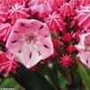 Kalmia Latifolia Ewa - Laurier Des Montagnes Rose Pâle Veiné De Pourpre 2 Kalmia Latifolia Ewa - Laurier Des Montagnes Rose Pâle Veiné De Pourpre -MAO PLANTES Magasin Kalmia latifolia Ewa 781988 1