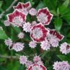 Kalmia Latifolia Galaxy - Laurier Des Montagnes -MAO PLANTES Magasin Kalmia latifolia Galaxy Laurier des montagnes a fleurs lie de vie et blanc 16336 1