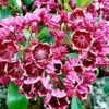 Kalmia Latifolia Heart's Desire - Laurier Des Montagnes Rouge Et Blanc -MAO PLANTES Magasin Kalmia latifolia Hearts Desire 781986 1