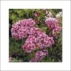 Kalmia Latifolia Otsbo Red - Laurier Des Montagnes Rouge Et Rose Vif. -MAO PLANTES Magasin Kalmia latifolia Ostbo Red 83153 1