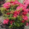 Kalmia Latifolia Pink Charm - Laurier Des Montagnes Rose Foncé -MAO PLANTES Magasin Kalmia latifolia Pink Charm 781984 1