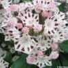 Kalmia Latifolia Windrose - Laurier Des Montagnes Blanc Et Brun Pourpré 2 Kalmia Latifolia Windrose - Laurier Des Montagnes Blanc Et Brun Pourpré -MAO PLANTES Magasin Kalmia latifolia Windrose 781991 1