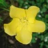 Kerria Japonica Golden Guinea -MAO PLANTES Magasin Keria Japonica golden guinea 7802 1