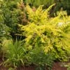 Kolkwitzia Amabilis Maradco - Buisson De Beauté -MAO PLANTES Magasin Kolkwitzia amabilis Maradco 781659 1