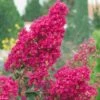 Lagerstroemia Indica Summer Charm Tonto - Lilas Des Indes -MAO PLANTES Magasin LAGERSTROEMIA TONTO 781738 1