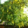 Laburnum Watereri Vossii - Cytise Pluie D'or -MAO PLANTES Magasin Laburnum watereri Vossii 781640 1