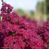 Lagerstroemia Braise D'Eté - Lilas Des Indes -MAO PLANTES Magasin Lagerstroemia Braise d Ete 84468 1