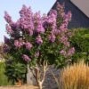 Lagerstroemia Lilac Grand Sud - Lilas Des Indes.