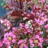 Lagerstroemia Indica Rhapsody In PINK - Lilas Des Indes -MAO PLANTES Magasin Lagerstroemia Rhapsody in PINK 84942 1