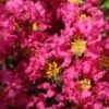 Lagerstroemia Indica Bergerac - Lilas Des Indes -MAO PLANTES Magasin Lagerstroemia indica Bergerac 87452 1
