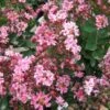 Lagerstroemia Indica Berlingot Menthe - Lilas Des Indes 2 Lagerstroemia Indica Berlingot Menthe - Lilas Des Indes -MAO PLANTES Magasin Lagerstroemia indica Berlingot Menthe 83597 1