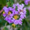 Lagerstroemia Indica Cordon Bleu - Lilas Des Indes Bleu Lavande -MAO PLANTES Magasin Lagerstroemia indica Cordon bleu copyright 78173611 1