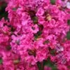 Lagerstroemia Indica Houston - Lilas Des Indes -MAO PLANTES Magasin Lagerstroemia indica Houston 87448 1