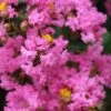 Lagerstroemia Indica Jacqueline Desmartis - Lilas Des Indes -MAO PLANTES Magasin Lagerstroemia indica Jacqueline Desmartis 87454 1