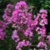 Lagerstroemia Indica Jeanne Desmartis - Lilas Des Indes 2 Lagerstroemia Indica Jeanne Desmartis - Lilas Des Indes -MAO PLANTES Magasin Lagerstroemia indica Jeanne Desmartis 87455 1
