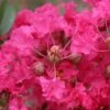 Lagerstroemia Indica Mon Panache - Lilas Des Indes 2 Lagerstroemia Indica Mon Panache - Lilas Des Indes -MAO PLANTES Magasin Lagerstroemia indica Mon Panache 87459 1