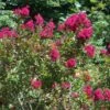 Lagerstroemia Indica Red Imperator - Lilas Des Indes -MAO PLANTES Magasin Lagerstroemia indica Red imperator 83482 1