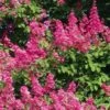 Lagerstroemia Indica Rose Fuchsia - Lilas Des Indes -MAO PLANTES Magasin Lagerstroemia indica Rose Fuchsia 87443 1
