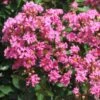 Lagerstroemia Indica Rose Indien - Lilas Des Indes -MAO PLANTES Magasin Lagerstroemia indica Rose Indien 87444 1