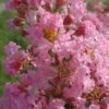 Lagerstroemia Indica Rose Thé - Lilas Des Indes -MAO PLANTES Magasin Lagerstroemia indica Rose The 87445 1