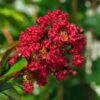 Lagerstroemia Indica Rouge Nain - Lilas Des Indes -MAO PLANTES Magasin Lagerstroemia indica Rouge Nain 87446 1