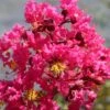 Lagerstroemia Indica Saint Emilion - Lilas Des Indes -MAO PLANTES Magasin Lagerstroemia indica Saint Emilion 87460 1