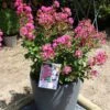 Lagerstroemia Indica Terrasse Rose - Lilas Des Indes 1 Lagerstroemia Indica Terrasse Rose - Lilas Des Indes -MAO PLANTES Magasin Lagerstroemia indica Terrasse Rose 87450 1