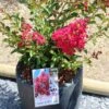 Lagerstroemia Indica Terrasse Rouge - Lilas Des Indes -MAO PLANTES Magasin Lagerstroemia indica Terrasse Rouge 87451 1