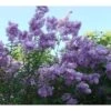 Lagerstroemia Indica Violacea - Lilas Des Indes -MAO PLANTES Magasin Lagerstroemia indica Violacea 83483 1