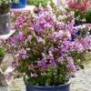 Lagerstroemia Indica With Love Eternal - Lilas Des Indes