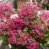 Lagerstroemia Indica With Love Kiss Milarosso - Lilas Des Indes 1 Lagerstroemia Indica With Love Kiss Milarosso - Lilas Des Indes -MAO PLANTES Magasin Lagerstroemia indica With Love Kiss Milarosso Lilas des Indes copyright 1006981 1