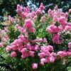 Lagestroemia Indica World's Fair - Lilas Des Indes Rose Framboise -MAO PLANTES Magasin Lagerstroemia indica Worlds Fair ld HansJE 781739 1