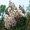 Lagerstroemia Indica Kimono - Lilas Des Indes Blanc -MAO PLANTES Magasin Lagerstroemia indica ld littlegemtrees 80027 1