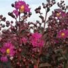 Lilas Des Indes - Lagerstroemia Indica Rhapsody In Blue -MAO PLANTES Magasin Lagerstroemia indica rhapsody in blue V 100702 1