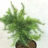 Larix Decidua Little Bogle - Mélèze D'Europe Nain -MAO PLANTES Magasin Larix decidua Little Bogle 665002 1