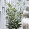 Laurier Cerise - Prunus Laurocerasus Elly -MAO PLANTES Magasin Laurier cerise Prunus laurocerasus Elly copyright 179320 1