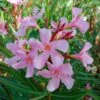 Laurier Rose Emilie - Nerium Oleander -MAO PLANTES Magasin Laurier rose Emilie 87051 1 1